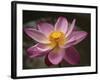 Lotus Bloom, Nyuh Kuning Village, Ubud, Bali, Indonesia-Alida Latham-Framed Photographic Print