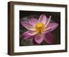 Lotus Bloom, Nyuh Kuning Village, Ubud, Bali, Indonesia-Alida Latham-Framed Photographic Print