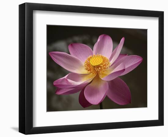 Lotus Bloom, Nyuh Kuning Village, Ubud, Bali, Indonesia-Alida Latham-Framed Photographic Print