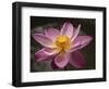 Lotus Bloom, Nyuh Kuning Village, Ubud, Bali, Indonesia-Alida Latham-Framed Photographic Print