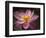 Lotus Bloom, Nyuh Kuning Village, Ubud, Bali, Indonesia-Alida Latham-Framed Photographic Print