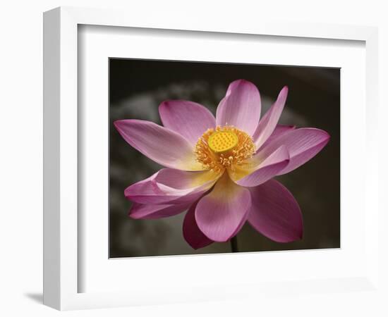 Lotus Bloom, Nyuh Kuning Village, Ubud, Bali, Indonesia-Alida Latham-Framed Photographic Print