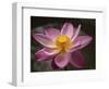 Lotus Bloom, Nyuh Kuning Village, Ubud, Bali, Indonesia-Alida Latham-Framed Photographic Print