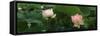 Lotus Blooming in a Pond-null-Framed Stretched Canvas