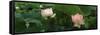 Lotus Blooming in a Pond-null-Framed Stretched Canvas