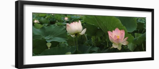 Lotus Blooming in a Pond-null-Framed Premium Photographic Print