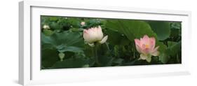 Lotus Blooming in a Pond-null-Framed Photographic Print