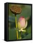 Lotus Blossom, Kenilworth Aquatic Gardens, Washington DC, USA-Corey Hilz-Framed Stretched Canvas