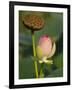 Lotus Blossom, Kenilworth Aquatic Gardens, Washington DC, USA-Corey Hilz-Framed Photographic Print