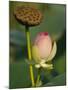 Lotus Blossom, Kenilworth Aquatic Gardens, Washington DC, USA-Corey Hilz-Mounted Photographic Print