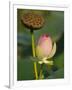 Lotus Blossom, Kenilworth Aquatic Gardens, Washington DC, USA-Corey Hilz-Framed Photographic Print