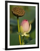 Lotus Blossom, Kenilworth Aquatic Gardens, Washington DC, USA-Corey Hilz-Framed Photographic Print