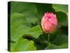 Lotus Blossom Partially Open, Kenilworth Aquatic Gardens, Washington DC, USA-Corey Hilz-Stretched Canvas