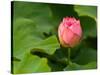 Lotus Blossom Partially Open, Kenilworth Aquatic Gardens, Washington DC, USA-Corey Hilz-Stretched Canvas