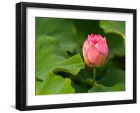 Lotus Blossom Partially Open, Kenilworth Aquatic Gardens, Washington DC, USA-Corey Hilz-Framed Photographic Print