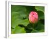 Lotus Blossom Partially Open, Kenilworth Aquatic Gardens, Washington DC, USA-Corey Hilz-Framed Photographic Print