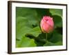Lotus Blossom Partially Open, Kenilworth Aquatic Gardens, Washington DC, USA-Corey Hilz-Framed Photographic Print