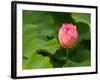 Lotus Blossom Partially Open, Kenilworth Aquatic Gardens, Washington DC, USA-Corey Hilz-Framed Photographic Print