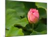 Lotus Blossom Partially Open, Kenilworth Aquatic Gardens, Washington DC, USA-Corey Hilz-Mounted Photographic Print