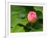 Lotus Blossom Partially Open, Kenilworth Aquatic Gardens, Washington DC, USA-Corey Hilz-Framed Photographic Print