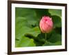 Lotus Blossom Partially Open, Kenilworth Aquatic Gardens, Washington DC, USA-Corey Hilz-Framed Photographic Print