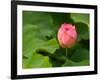 Lotus Blossom Partially Open, Kenilworth Aquatic Gardens, Washington DC, USA-Corey Hilz-Framed Photographic Print