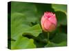 Lotus Blossom Partially Open, Kenilworth Aquatic Gardens, Washington DC, USA-Corey Hilz-Stretched Canvas