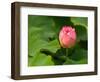 Lotus Blossom Partially Open, Kenilworth Aquatic Gardens, Washington DC, USA-Corey Hilz-Framed Photographic Print