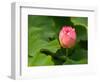 Lotus Blossom Partially Open, Kenilworth Aquatic Gardens, Washington DC, USA-Corey Hilz-Framed Photographic Print