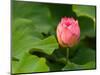 Lotus Blossom Partially Open, Kenilworth Aquatic Gardens, Washington DC, USA-Corey Hilz-Mounted Photographic Print