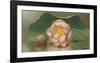Lotus Blossom-Martin Johnson Heade-Framed Art Print