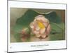Lotus Blossom-Martin Johnson Heade-Mounted Art Print