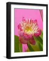 Lotus Blossom-null-Framed Photographic Print