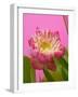 Lotus Blossom-null-Framed Photographic Print