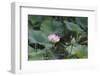 Lotus Blossoms, Fascinating Water Plants in the Garden Pond-Petra Daisenberger-Framed Photographic Print