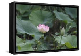 Lotus Blossoms, Fascinating Water Plants in the Garden Pond-Petra Daisenberger-Framed Stretched Canvas