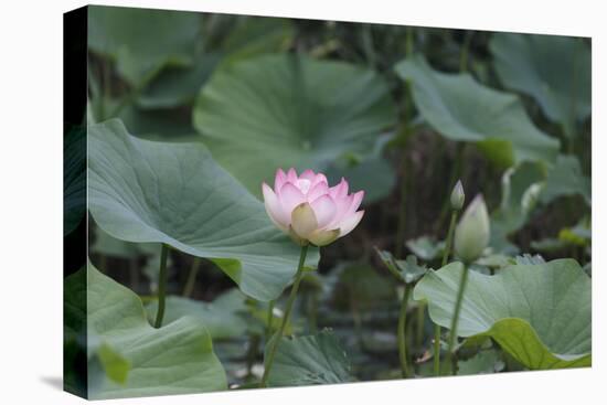 Lotus Blossoms, Fascinating Water Plants in the Garden Pond-Petra Daisenberger-Stretched Canvas