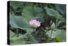 Lotus Blossoms, Fascinating Water Plants in the Garden Pond-Petra Daisenberger-Stretched Canvas