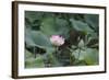 Lotus Blossoms, Fascinating Water Plants in the Garden Pond-Petra Daisenberger-Framed Photographic Print