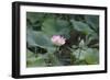 Lotus Blossoms, Fascinating Water Plants in the Garden Pond-Petra Daisenberger-Framed Photographic Print