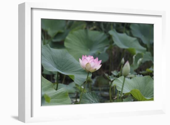 Lotus Blossoms, Fascinating Water Plants in the Garden Pond-Petra Daisenberger-Framed Photographic Print