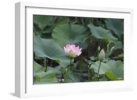 Lotus Blossoms, Fascinating Water Plants in the Garden Pond-Petra Daisenberger-Framed Photographic Print