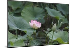 Lotus Blossoms, Fascinating Water Plants in the Garden Pond-Petra Daisenberger-Mounted Photographic Print