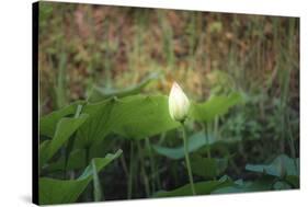 Lotus Blossoms, Fascinating Water Plants in the Garden Pond-Petra Daisenberger-Stretched Canvas