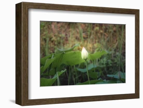 Lotus Blossoms, Fascinating Water Plants in the Garden Pond-Petra Daisenberger-Framed Photographic Print