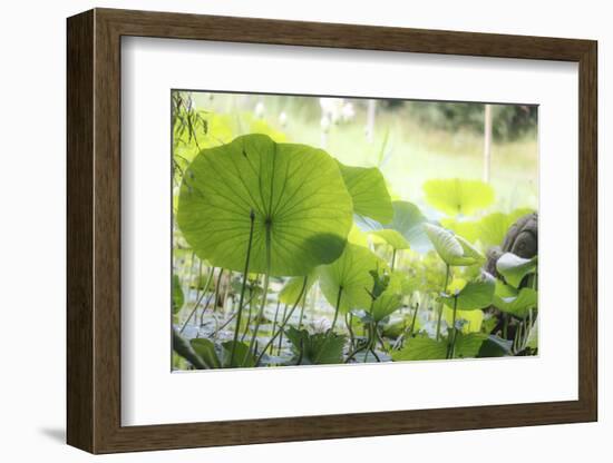 Lotus Blossoms, Fascinating Water Plants in the Garden Pond-Petra Daisenberger-Framed Photographic Print