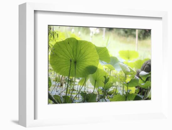 Lotus Blossoms, Fascinating Water Plants in the Garden Pond-Petra Daisenberger-Framed Photographic Print