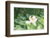 Lotus Blossoms, Fascinating Water Plants in the Garden Pond-Petra Daisenberger-Framed Photographic Print