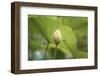 Lotus Blossoms, Fascinating Water Plants in the Garden Pond-Petra Daisenberger-Framed Photographic Print