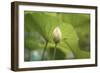 Lotus Blossoms, Fascinating Water Plants in the Garden Pond-Petra Daisenberger-Framed Photographic Print